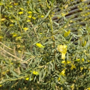 Eremophila maculata at Opalton, QLD - 5 Aug 2024