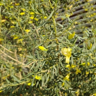 Eremophila maculata (Spotted Emu Bush, Spotted Fuchsia) at Opalton, QLD - 5 Aug 2024 by AliClaw