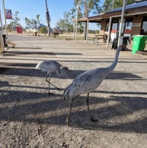 Grus rubicunda at Kynuna, QLD - 4 Aug 2024