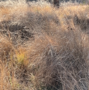 Eragrostis curvula at O'Malley, ACT - 3 Aug 2024