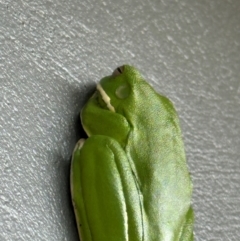 Litoria infrafrenata (White-lipped Tree Frog) at Cooktown, QLD - 5 Aug 2024 by lbradley