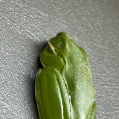 Unidentified Frog at Cooktown, QLD - 4 Aug 2024 by lbradley