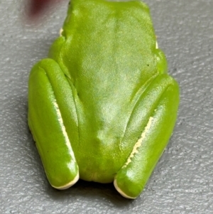 Litoria infrafrenata at suppressed - suppressed