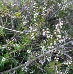 Cryptandra amara (Bitter Cryptandra) at Pialligo, ACT - 4 Aug 2024 by JaneR