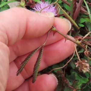 Mimosa pudica var. unijuja at Cooktown, QLD - 5 Aug 2024