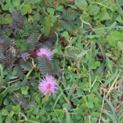 Mimosa pudica at Cooktown, QLD - 5 Aug 2024