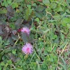 Mimosa pudica at Cooktown, QLD - 5 Aug 2024 10:07 AM
