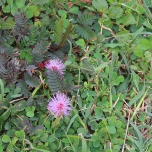 Mimosa pudica at Cooktown, QLD - 5 Aug 2024