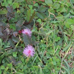 Mimosa pudica at Cooktown, QLD - 5 Aug 2024 10:07 AM