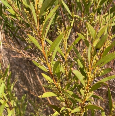 Acacia rubida (Red-stemmed Wattle, Red-leaved Wattle) at Pialligo, ACT - 4 Aug 2024 by JaneR