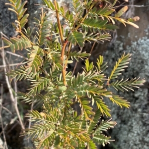 Acacia rubida at Pialligo, ACT - 4 Aug 2024