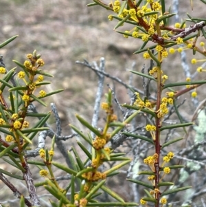 Acacia genistifolia at Pialligo, ACT - 4 Aug 2024