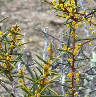 Acacia genistifolia (Early Wattle) at Pialligo, ACT - 4 Aug 2024 by JaneR