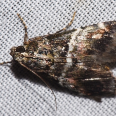 Orthaga atribasalis (A Pyralid moth (Epipaschiinae)) at Sheldon, QLD - 9 Mar 2024 by PJH123