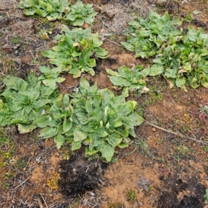 Echium plantagineum at Hume, ACT - 5 Aug 2024