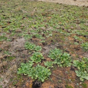 Echium plantagineum at Hume, ACT - 5 Aug 2024