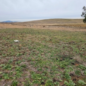 Echium plantagineum at Hume, ACT - 5 Aug 2024