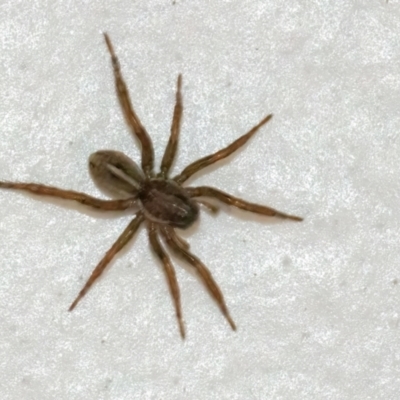 Unidentified Other hunting spider at Googong, NSW - 28 Jun 2024 by WHall