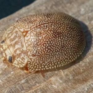 Paropsis atomaria at Googong, NSW - 19 Jul 2024