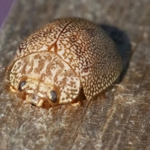 Paropsis atomaria at Googong, NSW - 19 Jul 2024