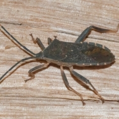 Amorbus atomarius (Eucalyptus Tip-wilter Bug) at Googong, NSW - 4 Aug 2024 by WHall