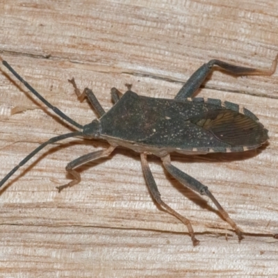 Amorbus atomarius (Eucalyptus Tip-wilter Bug) at Googong, NSW - 4 Aug 2024 by WHall