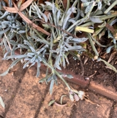 Unidentified Plant at Hughes, ACT - 5 Aug 2024 by ruthkerruish