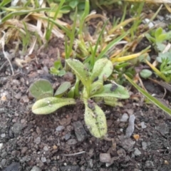 Cerastium glomeratum (Sticky Mouse-ear Chickweed) at Narrabundah, ACT - 5 Aug 2024 by Inchki