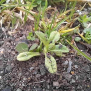 Cerastium glomeratum at Narrabundah, ACT - 5 Aug 2024