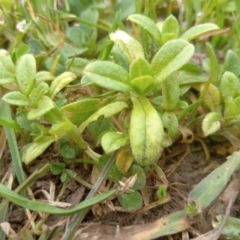 Cerastium glomeratum at Narrabundah, ACT - 5 Aug 2024