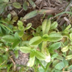 Cerastium glomeratum at Narrabundah, ACT - 5 Aug 2024 11:29 AM