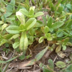 Cerastium glomeratum at Narrabundah, ACT - 5 Aug 2024