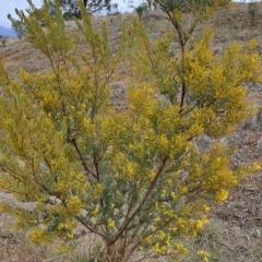 Acacia buxifolia (Box-leaf Wattle) at Kambah, ACT - 5 Aug 2024 by LPadg