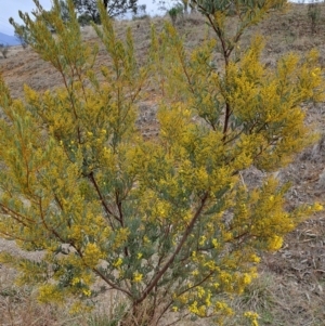 Acacia buxifolia at Kambah, ACT - 5 Aug 2024