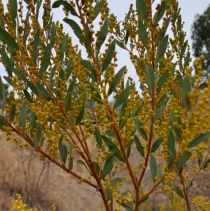 Acacia buxifolia at Kambah, ACT - 5 Aug 2024