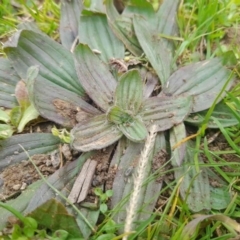 Plantago lanceolata (Ribwort Plantain, Lamb's Tongues) at Narrabundah, ACT - 5 Aug 2024 by Inchki