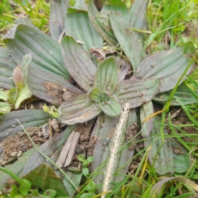 Plantago lanceolata (Ribwort Plantain, Lamb's Tongues) at Narrabundah, ACT - 5 Aug 2024 by Inchki