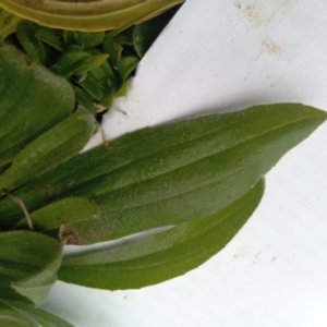 Plantago lanceolata at Narrabundah, ACT - 5 Aug 2024