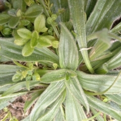 Plantago lanceolata at Narrabundah, ACT - 5 Aug 2024 11:34 AM