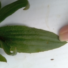 Plantago lanceolata at Narrabundah, ACT - 5 Aug 2024