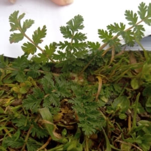 Erodium cicutarium at Narrabundah, ACT - 5 Aug 2024