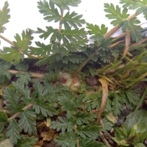 Erodium cicutarium at Narrabundah, ACT - 5 Aug 2024