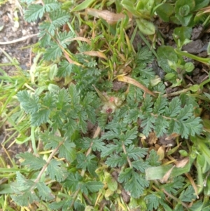 Erodium cicutarium at Narrabundah, ACT - 5 Aug 2024