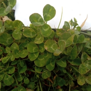 Trifolium repens at Narrabundah, ACT - 5 Aug 2024 11:30 AM