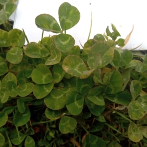 Trifolium repens at Narrabundah, ACT - 5 Aug 2024 11:30 AM