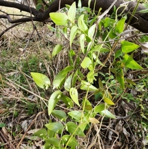 Asparagus asparagoides at Ainslie, ACT - 5 Aug 2024