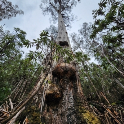 Eucalyptus dalrympleana subsp. dalrympleana (Mountain Gum) at Cotter River, ACT - 5 Aug 2024 by Steve818