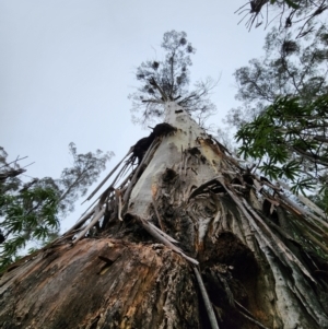 Eucalyptus dalrympleana subsp. dalrympleana at suppressed - 5 Aug 2024