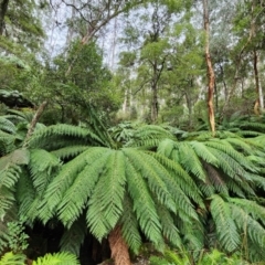 Dicksonia antarctica (Soft Treefern) at Cotter River, ACT - 5 Aug 2024 by Steve818