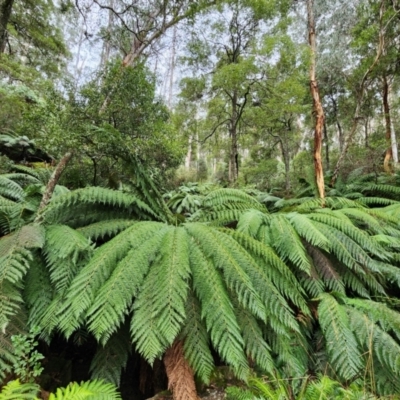 Dicksonia antarctica (Soft Treefern) at Cotter River, ACT - 5 Aug 2024 by Steve818